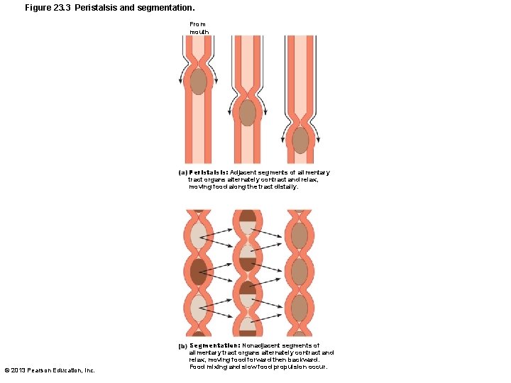 Figure 23. 3 Peristalsis and segmentation. From mouth Peristalsis: Adjacent segments of alimentary tract