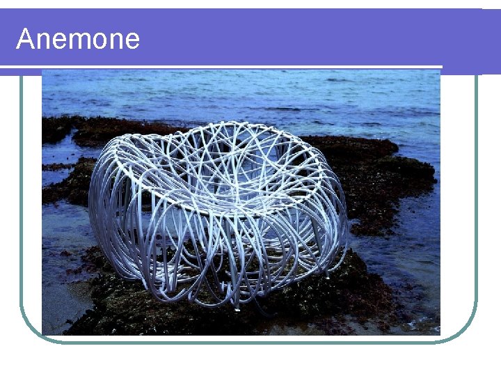 Anemone 