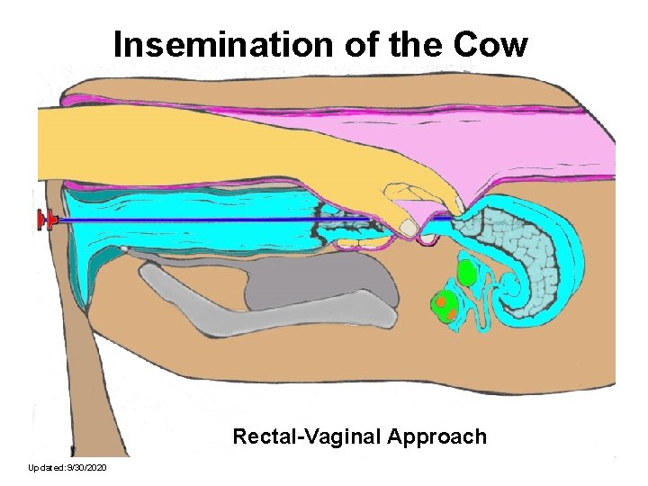 Insemination of the Cow Rectal-Vaginal Approach Updated: 9/30/2020 