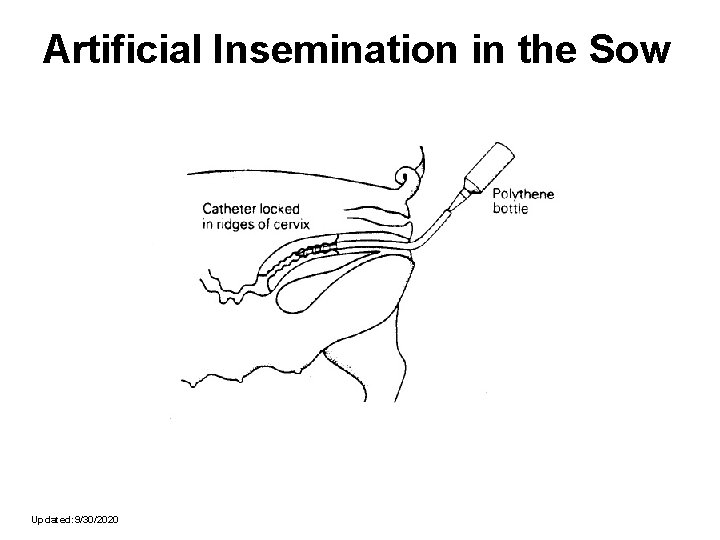 Artificial Insemination in the Sow Updated: 9/30/2020 