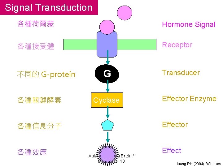 Signal Transduction 各種荷爾蒙 Hormone Signal 各種接受體 Receptor 不同的 G-protein 各種關鍵酵素 G Cyclase Transducer Effector