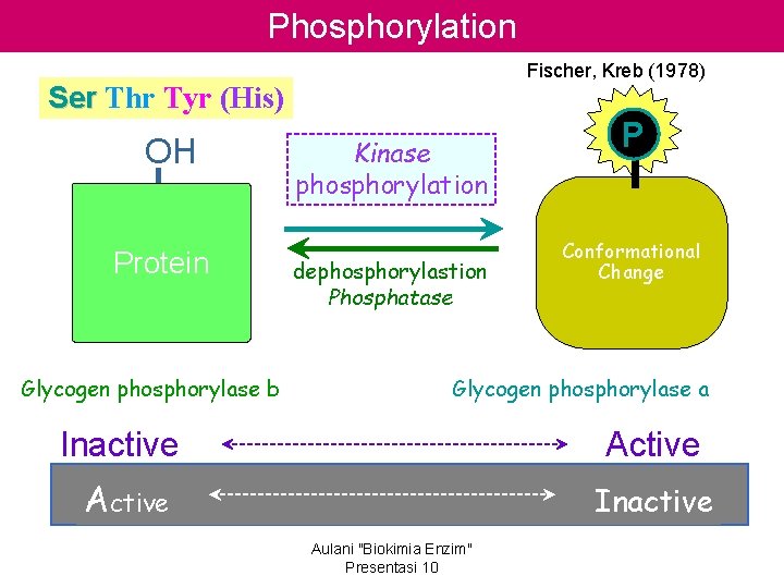 Phosphorylation Fischer, Kreb (1978) Ser Thr Tyr (His) OH Protein Glycogen phosphorylase b Kinase