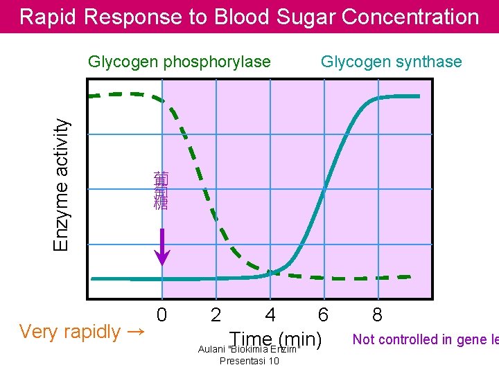 Rapid Response to Blood Sugar Concentration Enzyme activity Glycogen phosphorylase Very rapidly → Glycogen