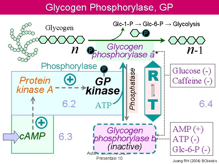 Glycogen Phosphorylase, GP Glc-1 -P → Glc-6 -P → Glycolysis Glycogen n P Glycogen