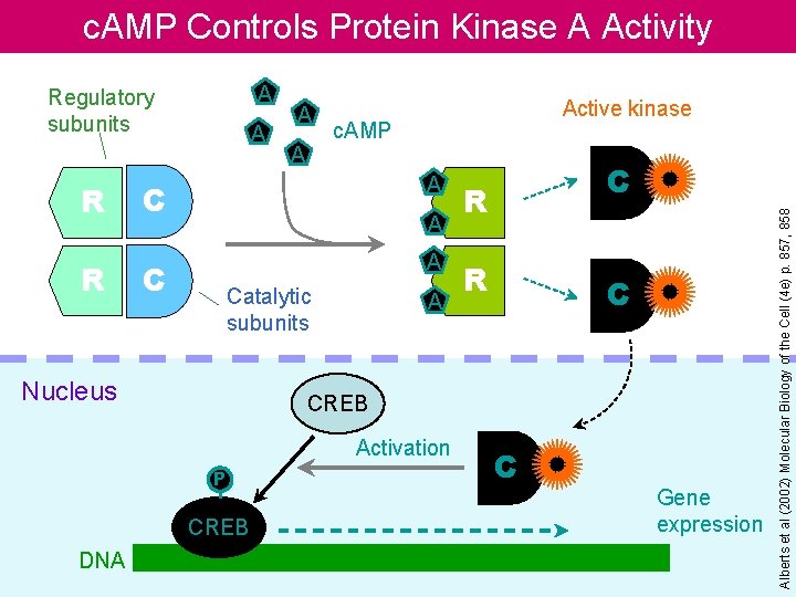 c. AMP Controls Protein Kinase A Activity R R A Active kinase c. AMP