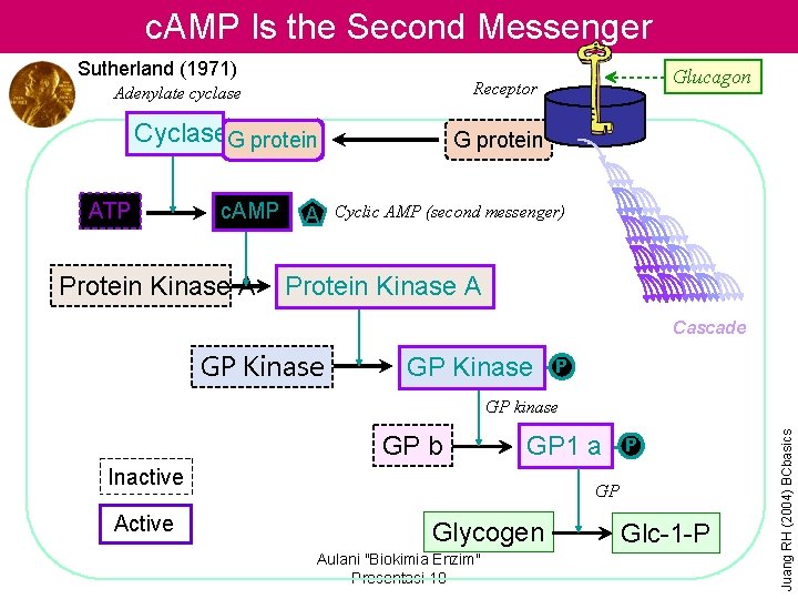 c. AMP Is the Second Messenger Sutherland (1971) Adenylate cyclase Cyclase. G protein ATP