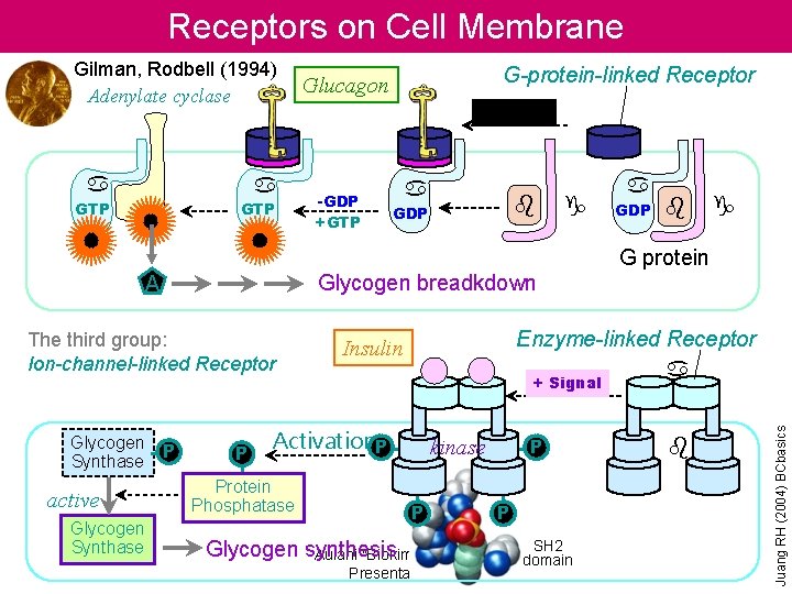 Receptors on Cell Membrane Gilman, Rodbell (1994) Adenylate cyclase a a GTP G-protein-linked Receptor