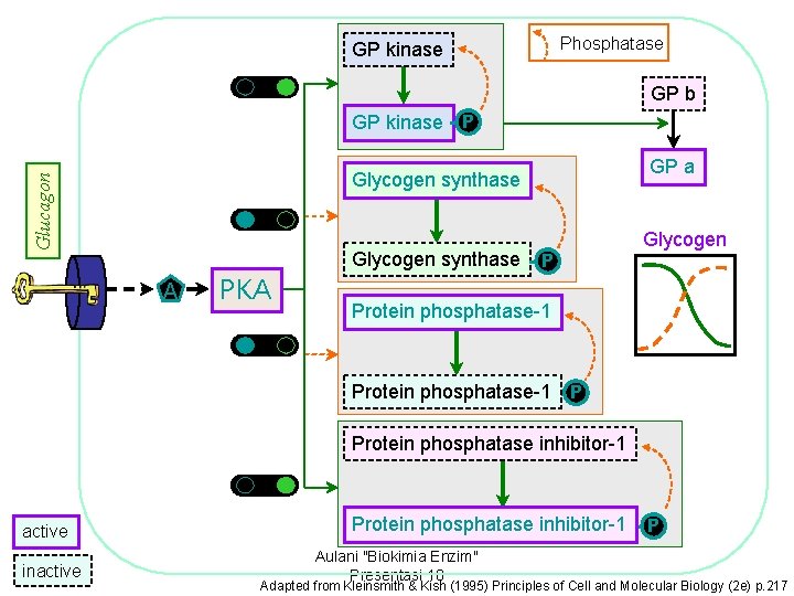 Phosphatase GP kinase GP b GP kinase P GP a Glucagon Glycogen synthase A