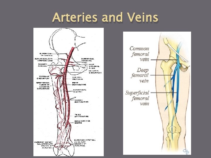 Arteries and Veins 