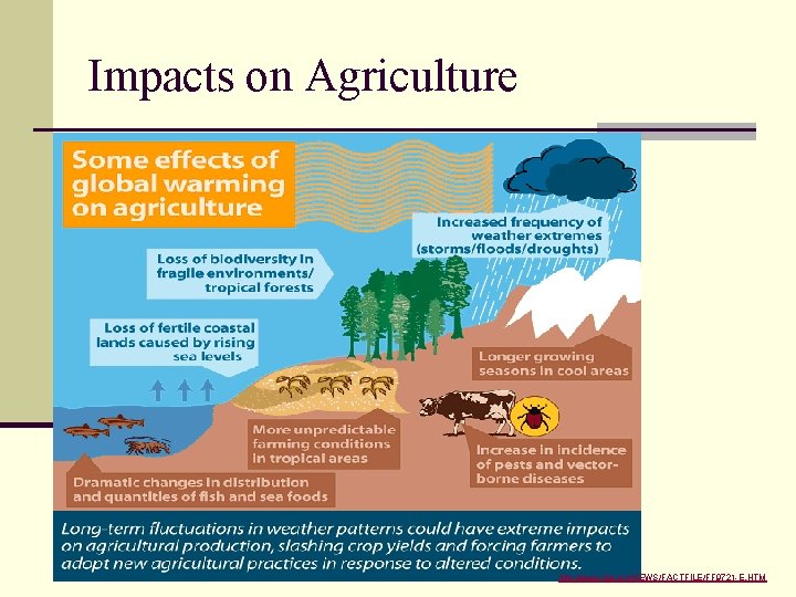 Impacts on Agriculture http: //www. fao. org/NEWS/FACTFILE/FF 9721 -E. HTM 