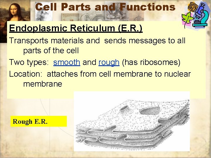 Cell Parts and Functions Endoplasmic Reticulum (E. R. ) Transports materials and sends messages