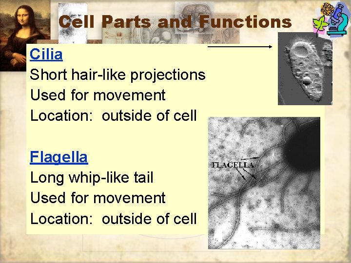 Cell Parts and Functions Cilia Short hair-like projections Used for movement Location: outside of