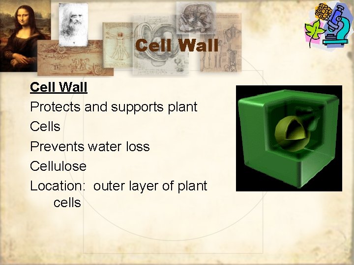 Cell Wall Protects and supports plant Cells Prevents water loss Cellulose Location: outer layer