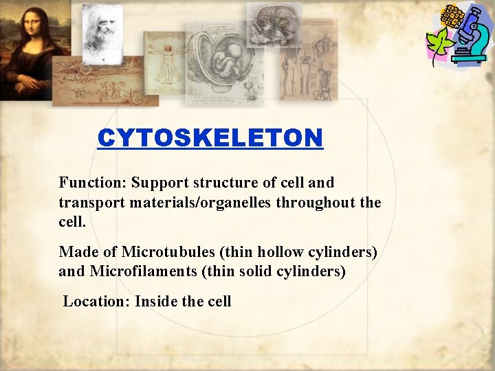 CYTOSKELETON Function: Support structure of cell and transport materials/organelles throughout the cell. Made of