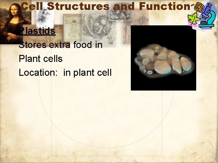 Cell Structures and Functions Plastids Stores extra food in Plant cells Location: in plant