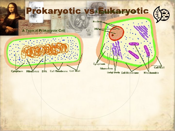 Prokaryotic vs Eukaryotic 