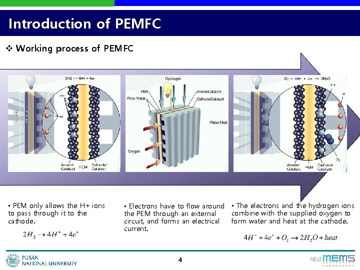 Introduction of PEMFC v Working process of PEMFC • PEM only allows the H+