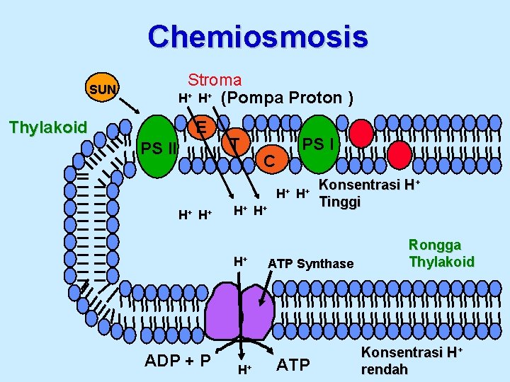 Chemiosmosis Stroma H+ H+ (Pompa Proton ) SUN Thylakoid E PS II T PS