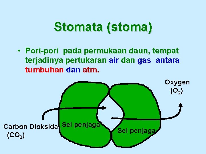 Stomata (stoma) • Pori-pori pada permukaan daun, tempat terjadinya pertukaran air dan gas antara