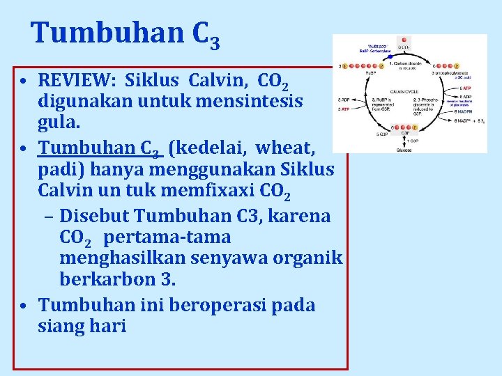 Tumbuhan C 3 • REVIEW: Siklus Calvin, CO 2 digunakan untuk mensintesis gula. •