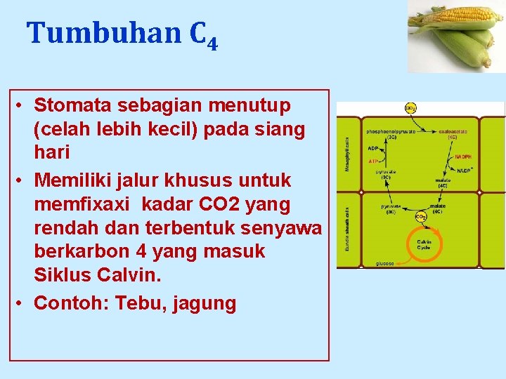 Tumbuhan C 4 • Stomata sebagian menutup (celah lebih kecil) pada siang hari •