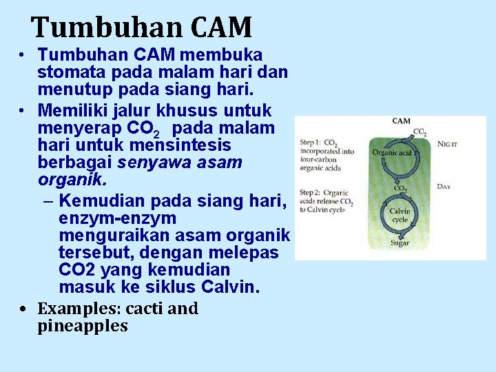 Tumbuhan CAM • Tumbuhan CAM membuka stomata pada malam hari dan menutup pada siang