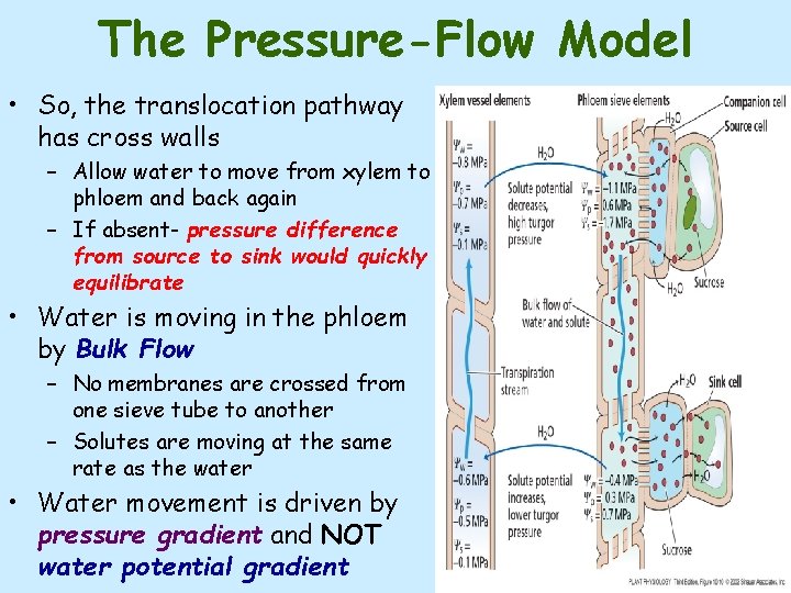 The Pressure-Flow Model • So, the translocation pathway has cross walls – Allow water
