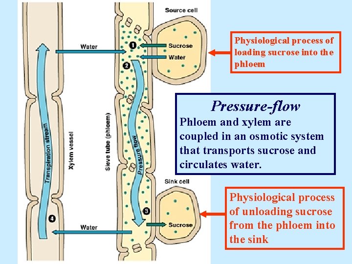 General diagram of translocation Physiological process of loading sucrose into the phloem Pressure-flow Phloem