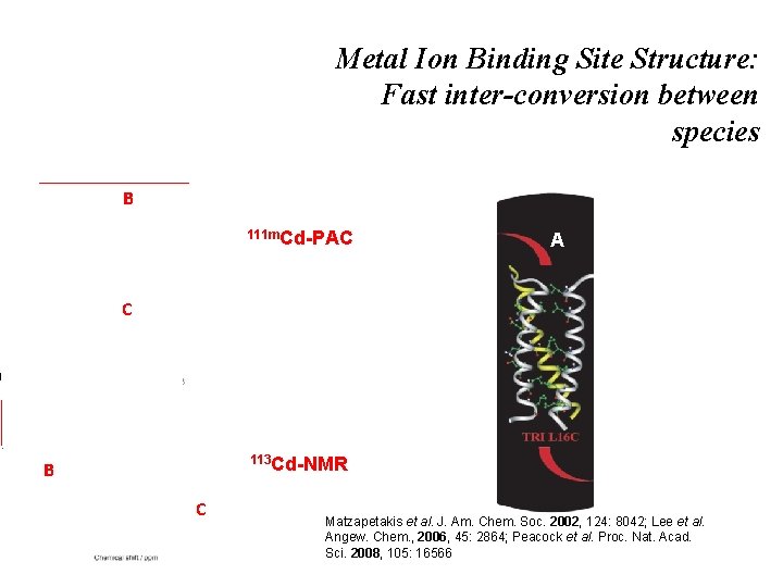 Metal Ion Binding Site Structure: Fast inter-conversion between species A B 111 m. Cd-PAC