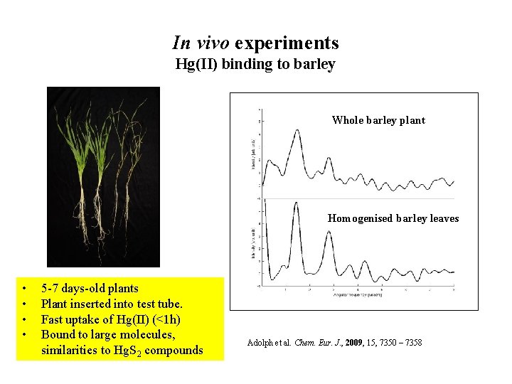 In vivo experiments Hg(II) binding to barley Whole barley plant Homogenised barley leaves •