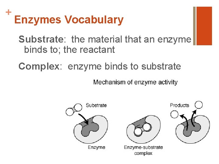 + Enzymes Vocabulary Substrate: the material that an enzyme binds to; the reactant Complex: