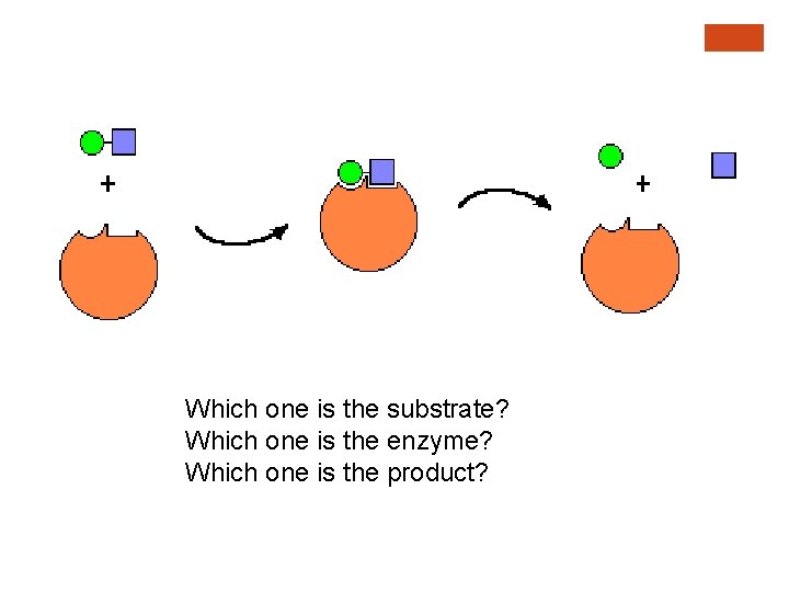 Which one is the substrate? Which one is the enzyme? Which one is the