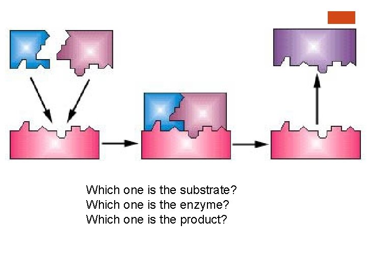 Which one is the substrate? Which one is the enzyme? Which one is the