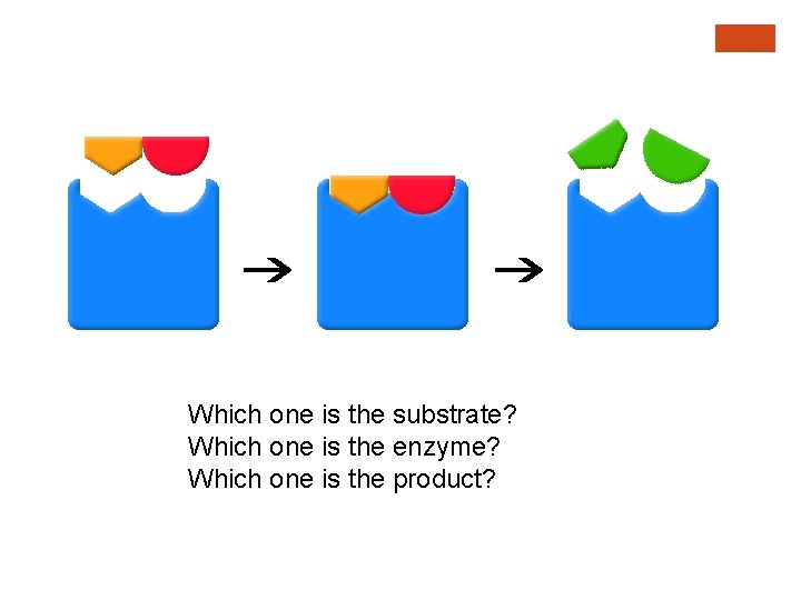 Which one is the substrate? Which one is the enzyme? Which one is the