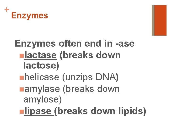 + Enzymes often end in -ase nlactase (breaks down lactose) nhelicase (unzips DNA) namylase