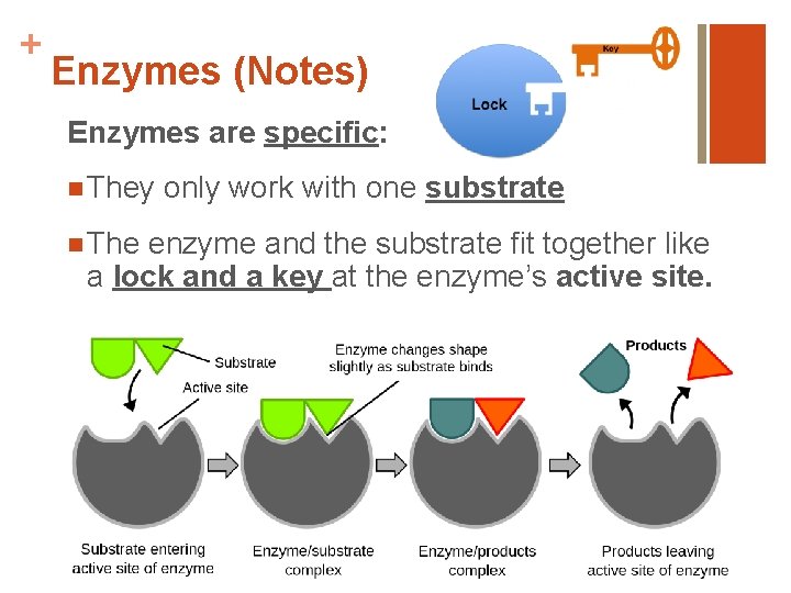 + Enzymes (Notes) Enzymes are specific: n They n The only work with one