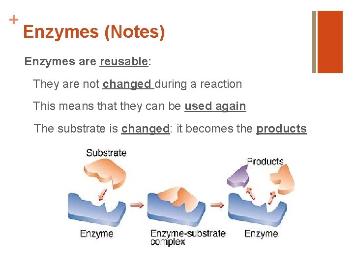 + Enzymes (Notes) Enzymes are reusable: They are not changed during a reaction This