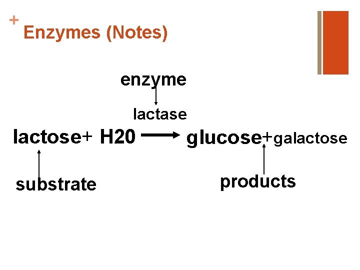 + Enzymes (Notes) enzyme lactase lactose+ H 20 substrate glucose+galactose products 