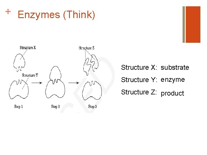 + Enzymes (Think) Structure X: substrate Structure Y: enzyme Structure Z: product 