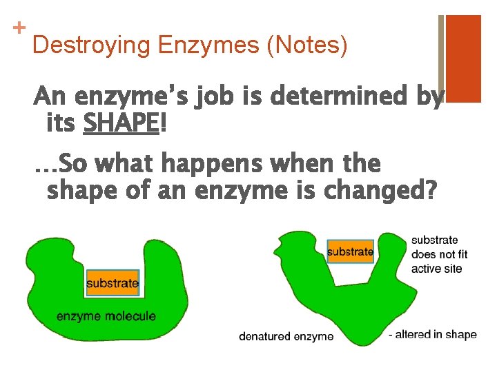 + Destroying Enzymes (Notes) An enzyme’s job is determined by its SHAPE! …So what