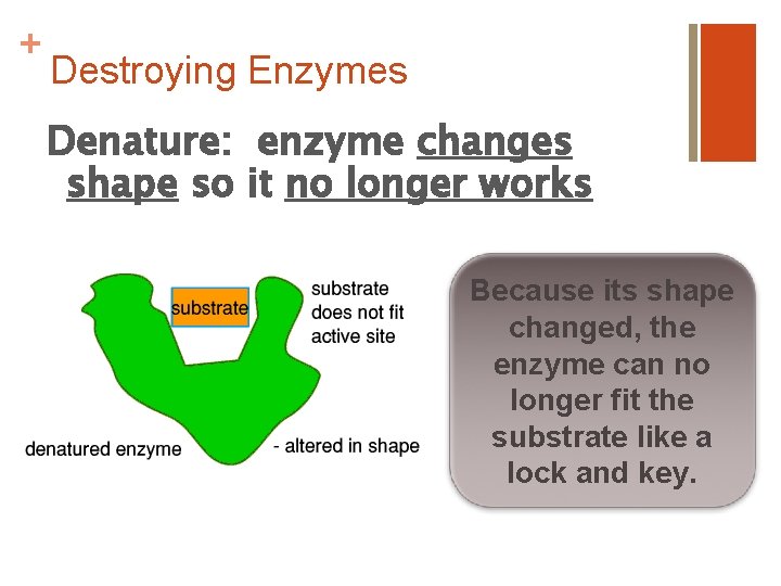 + Destroying Enzymes Denature: enzyme changes shape so it no longer works Because its