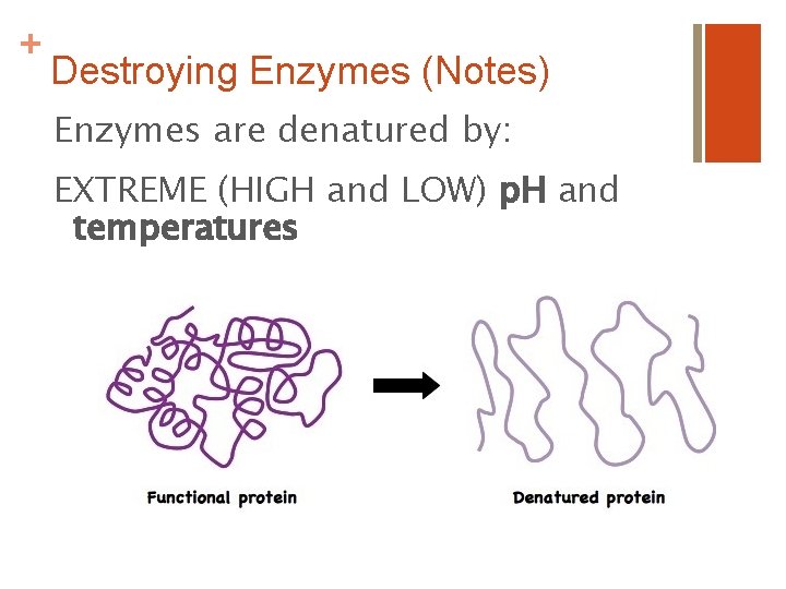 + Destroying Enzymes (Notes) Enzymes are denatured by: EXTREME (HIGH and LOW) p. H