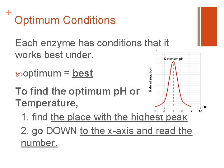 + Optimum Conditions Each enzyme has conditions that it works best under. optimum =