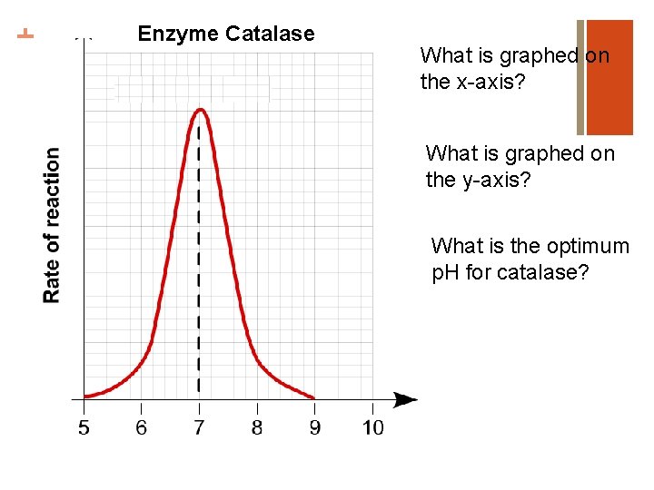 + Enzyme Catalase What is graphed on the x-axis? What is graphed on the