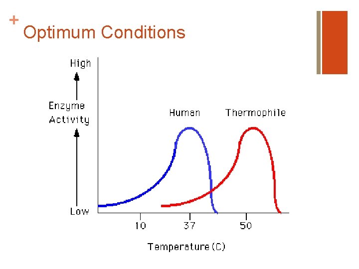 + Optimum Conditions 