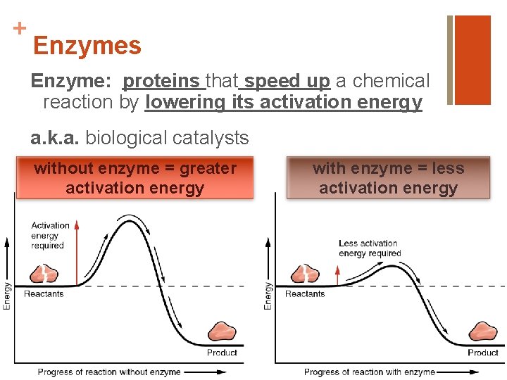 + Enzymes Enzyme: proteins that speed up a chemical reaction by lowering its activation