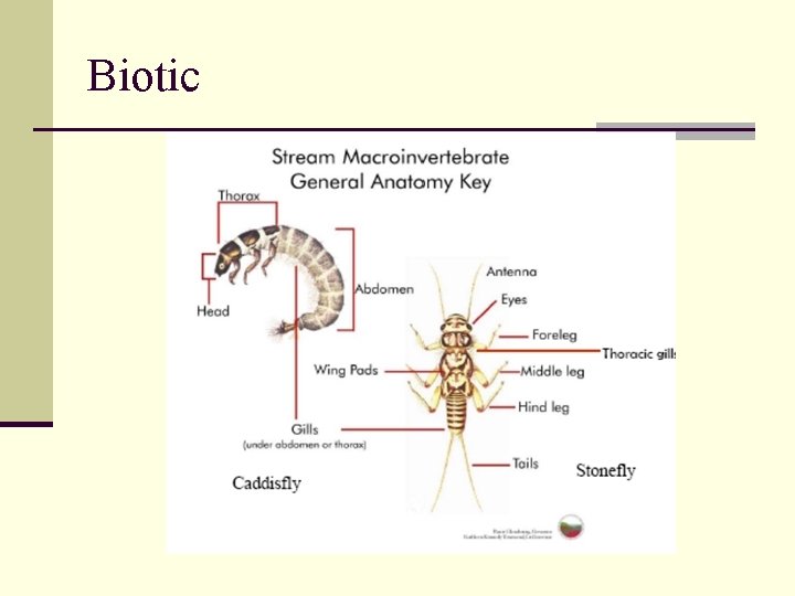 Biotic 