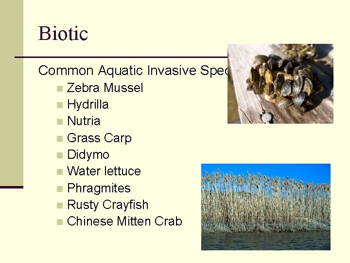 Biotic Common Aquatic Invasive Species Zebra Mussel n Hydrilla n Nutria n Grass Carp