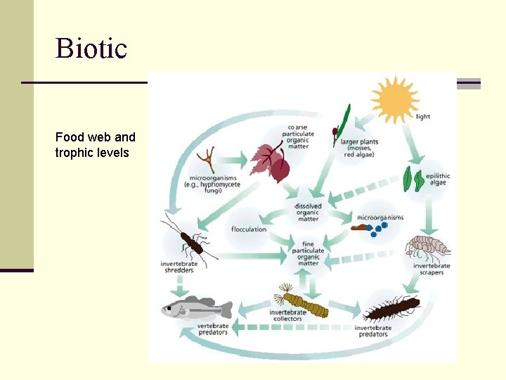 Biotic Food web and trophic levels 