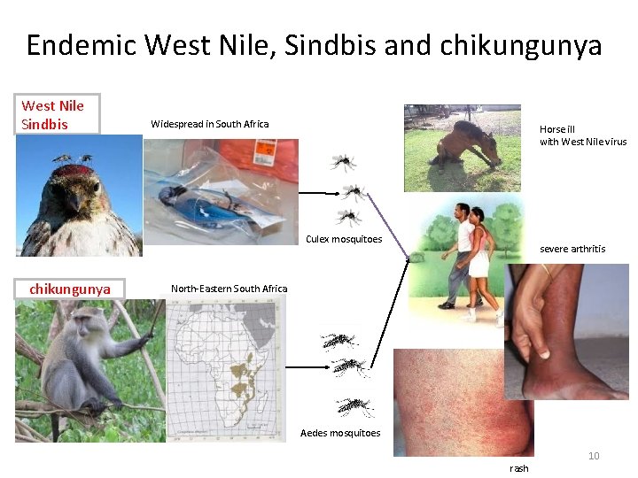 Endemic West Nile, Sindbis and chikungunya West Nile Sindbis Widespread in South Africa Horse